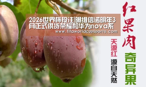 2026世界杯投注