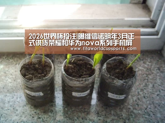 世界杯赌球